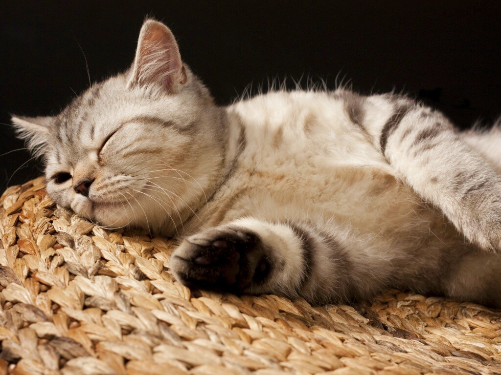Пушистый кот спит на корзине обои