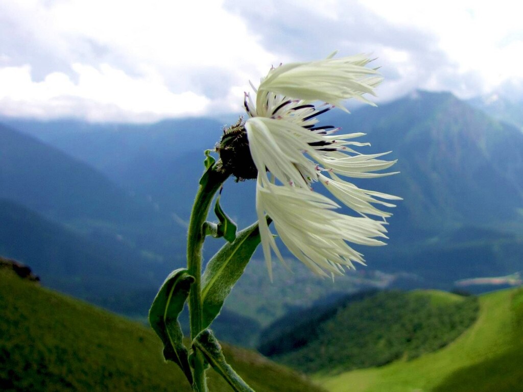 Горный цветок обои