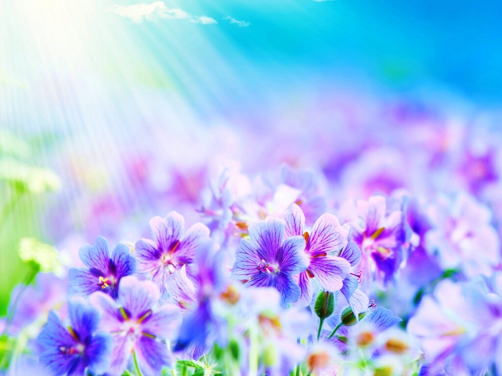 Цветочки обои