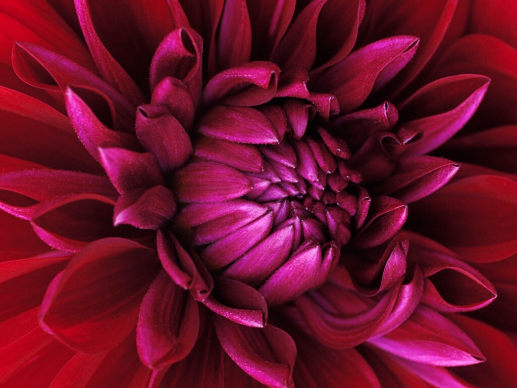 Цветок обои