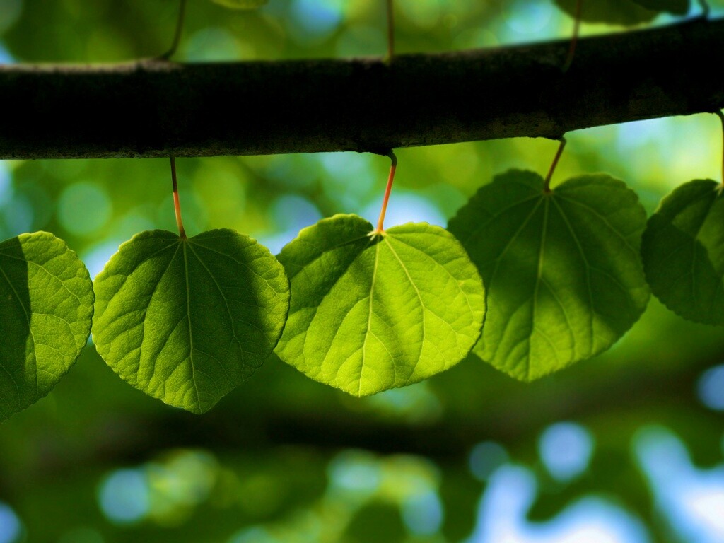 Ветка с зелеными листочками обои