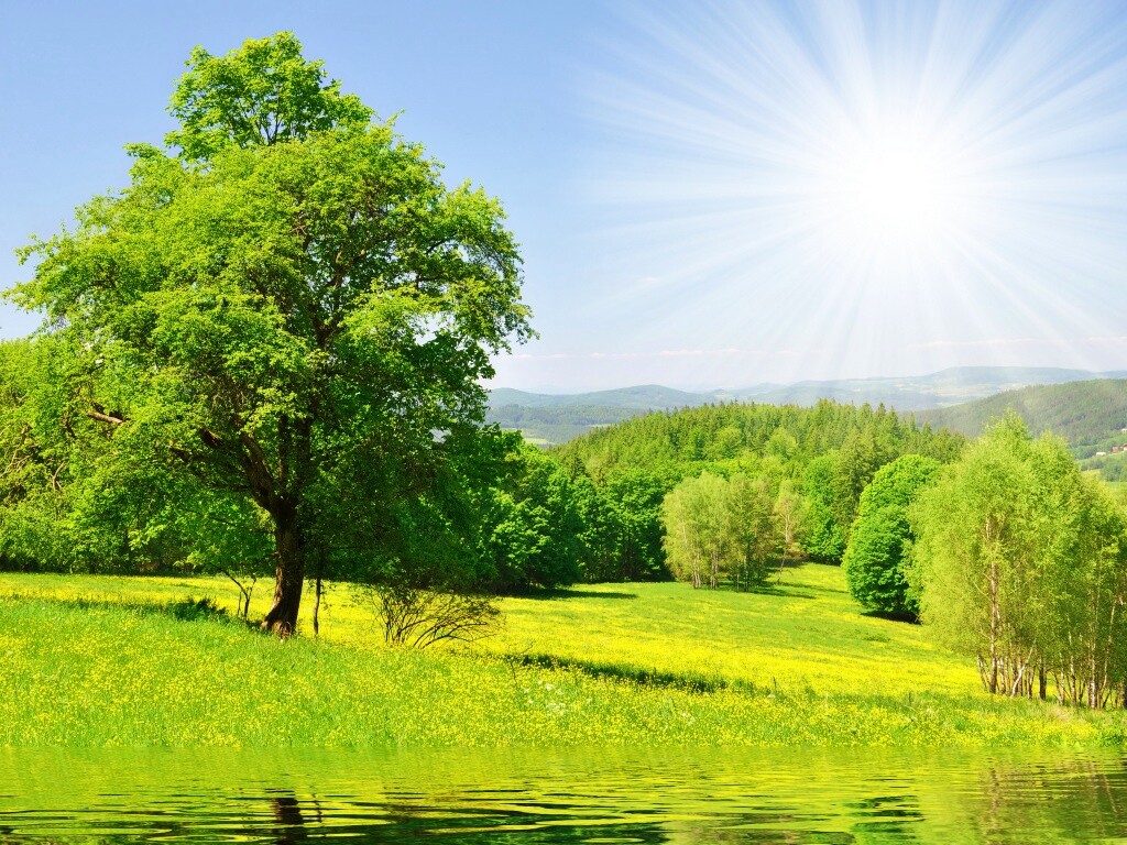 Дерево у воды обои