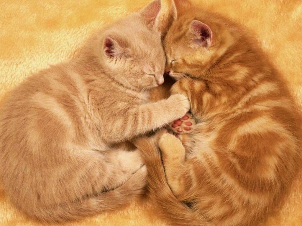 Рыжие котята в обнимку обои