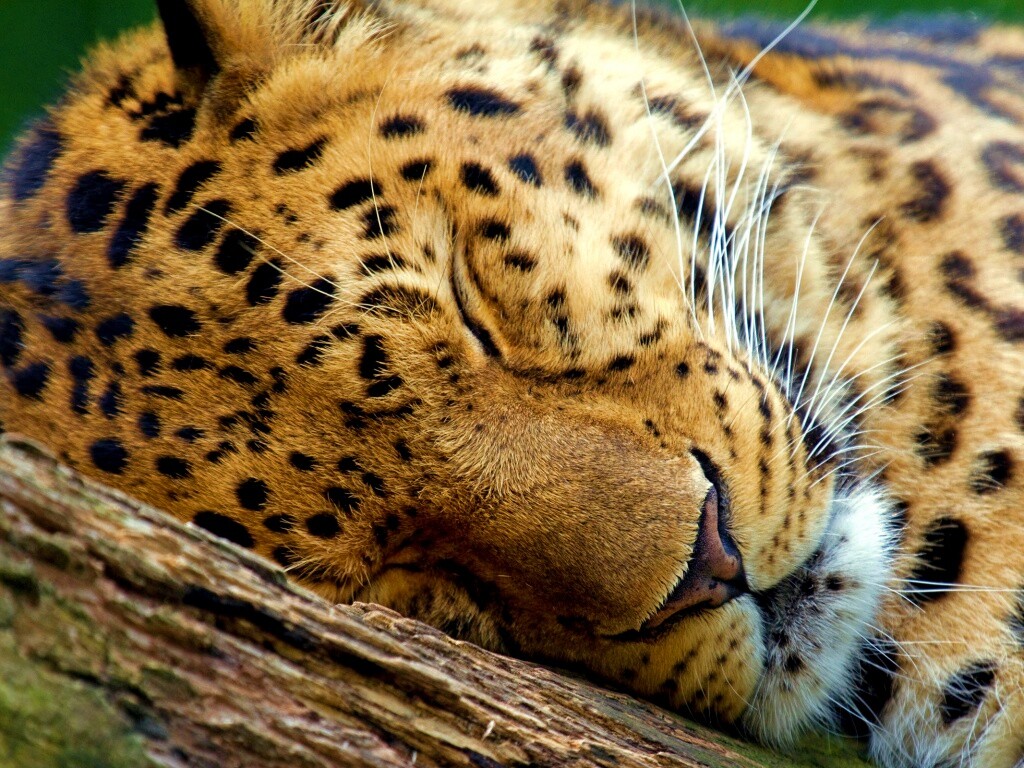 Спящий хищник обои