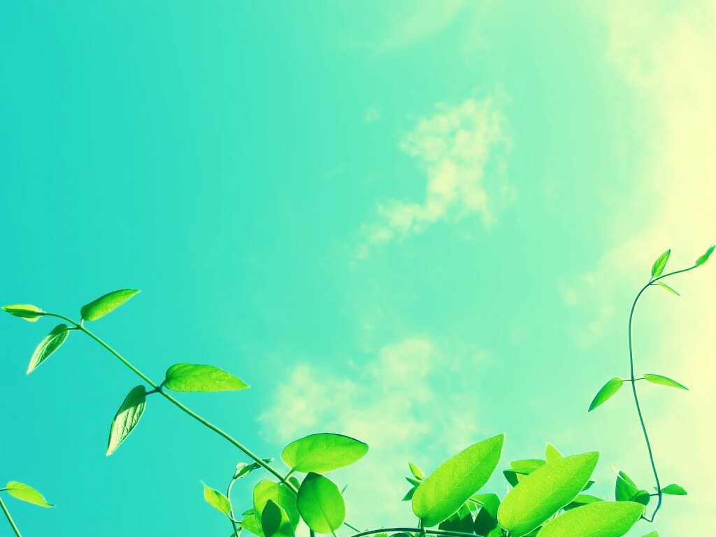 Зеленые ветви на фоне голубого неба обои