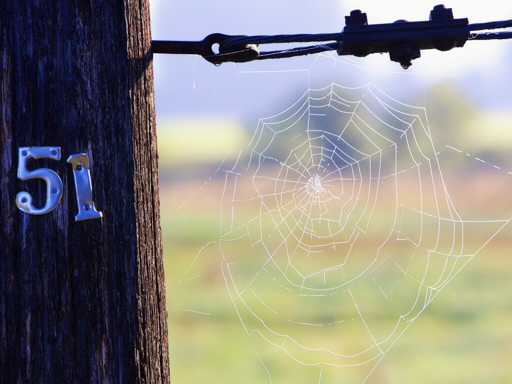 Паутина 51 обои