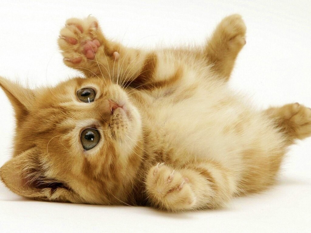Котёнок обои