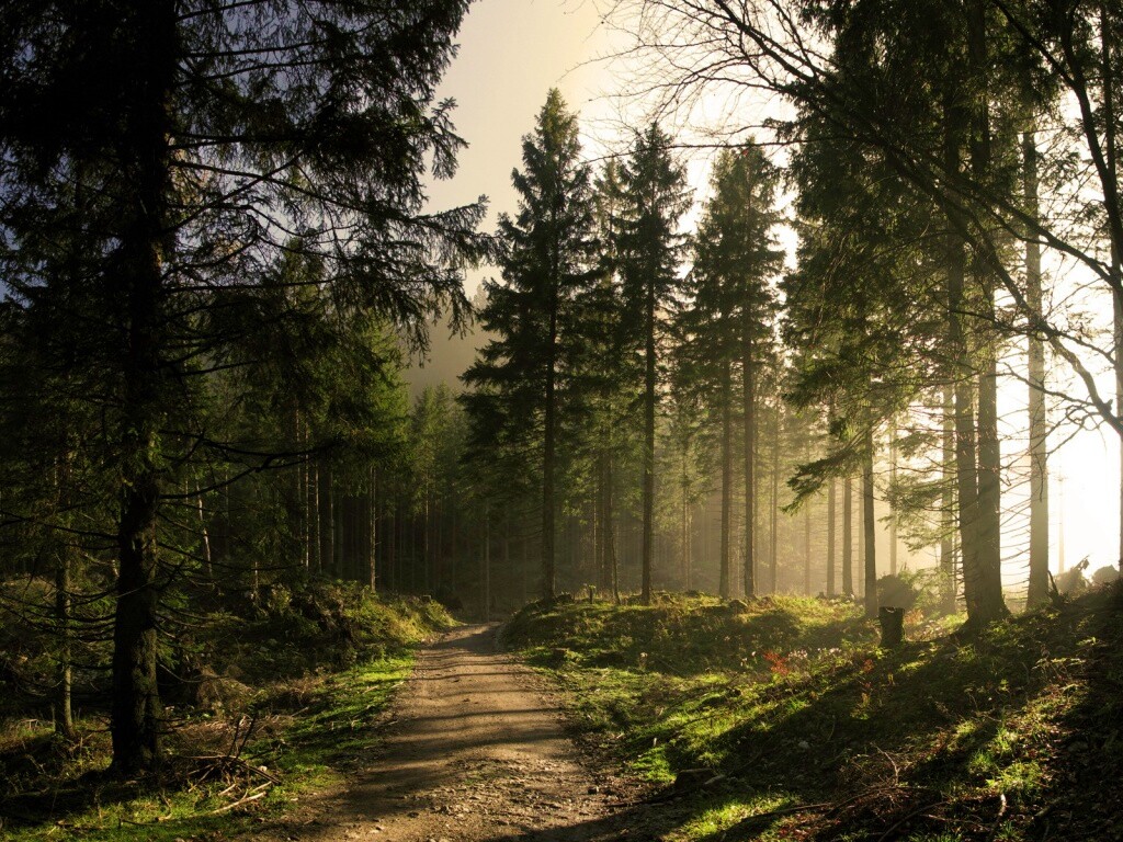 Лесная дорога обои