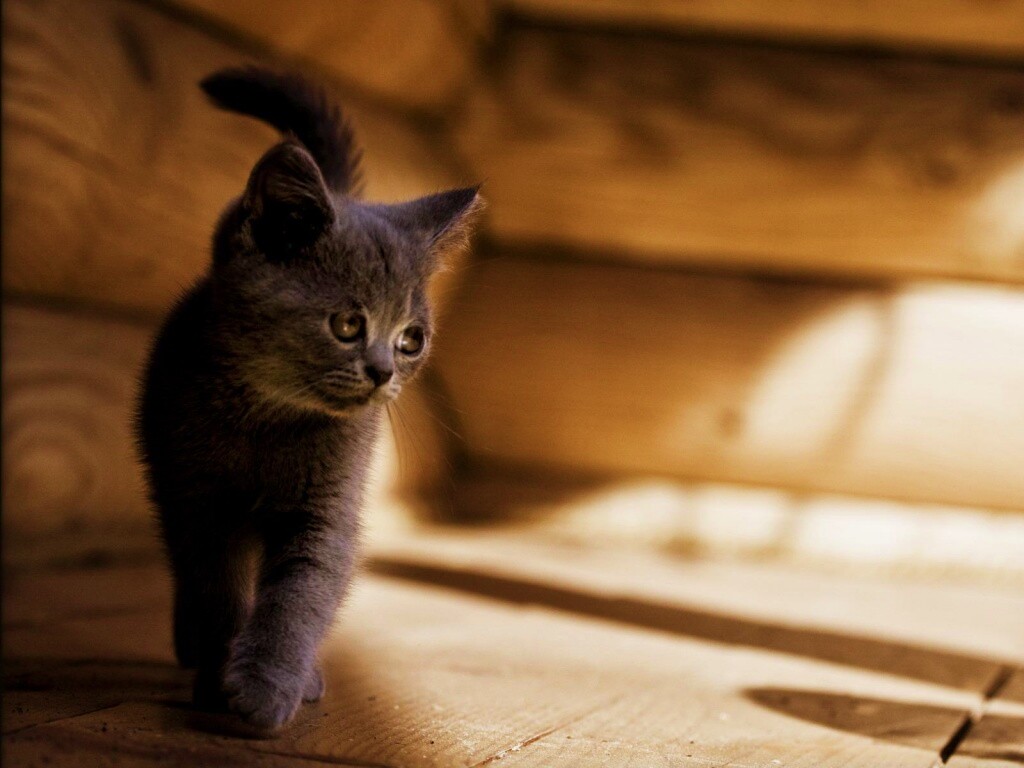 Маленький дымчатый котенок обои