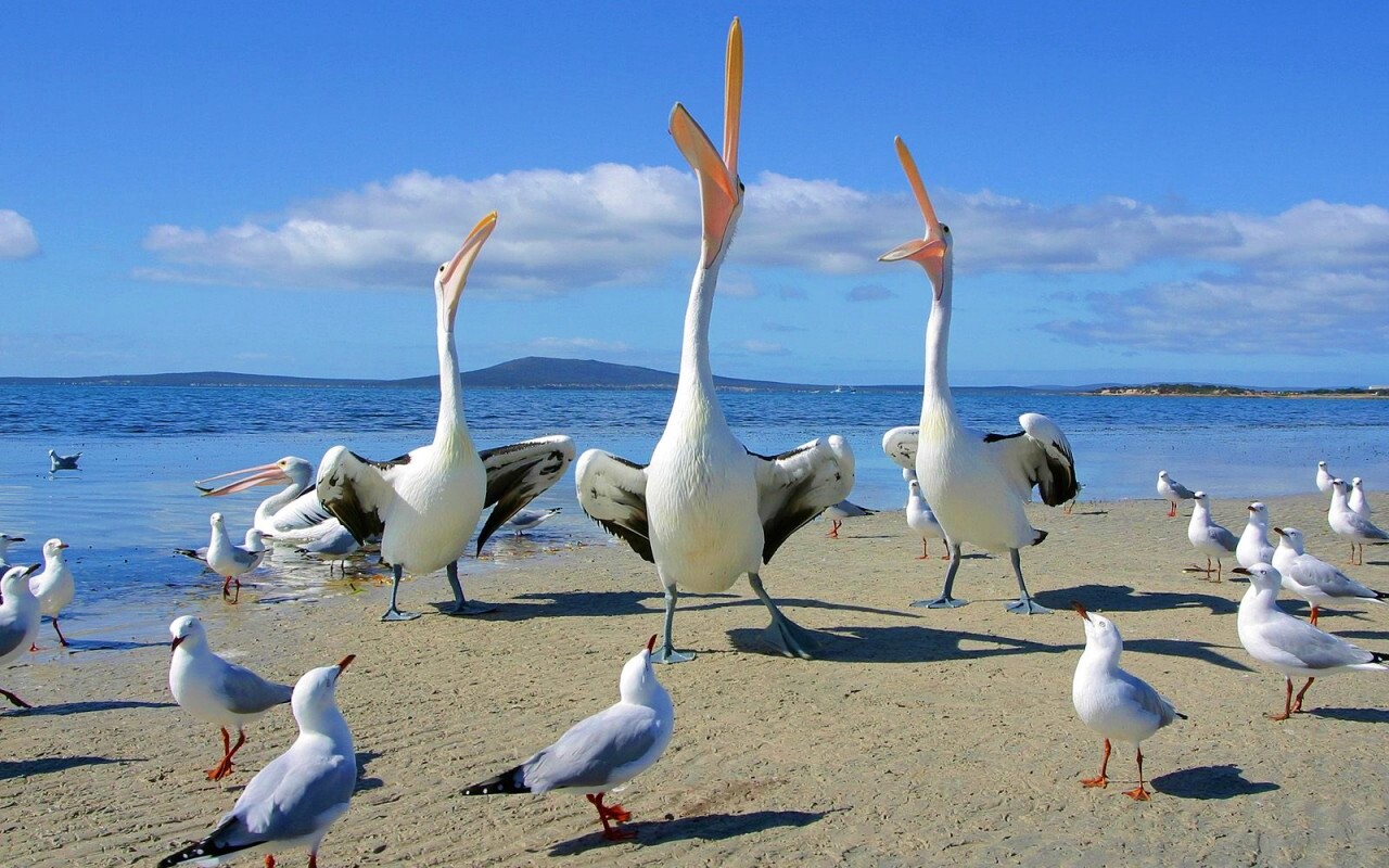 Пеликаны и чайки обои