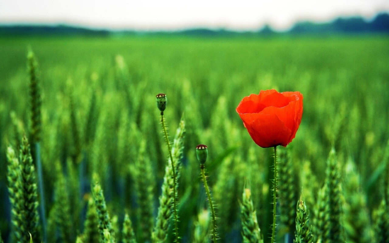 Первый распустившийся мак обои