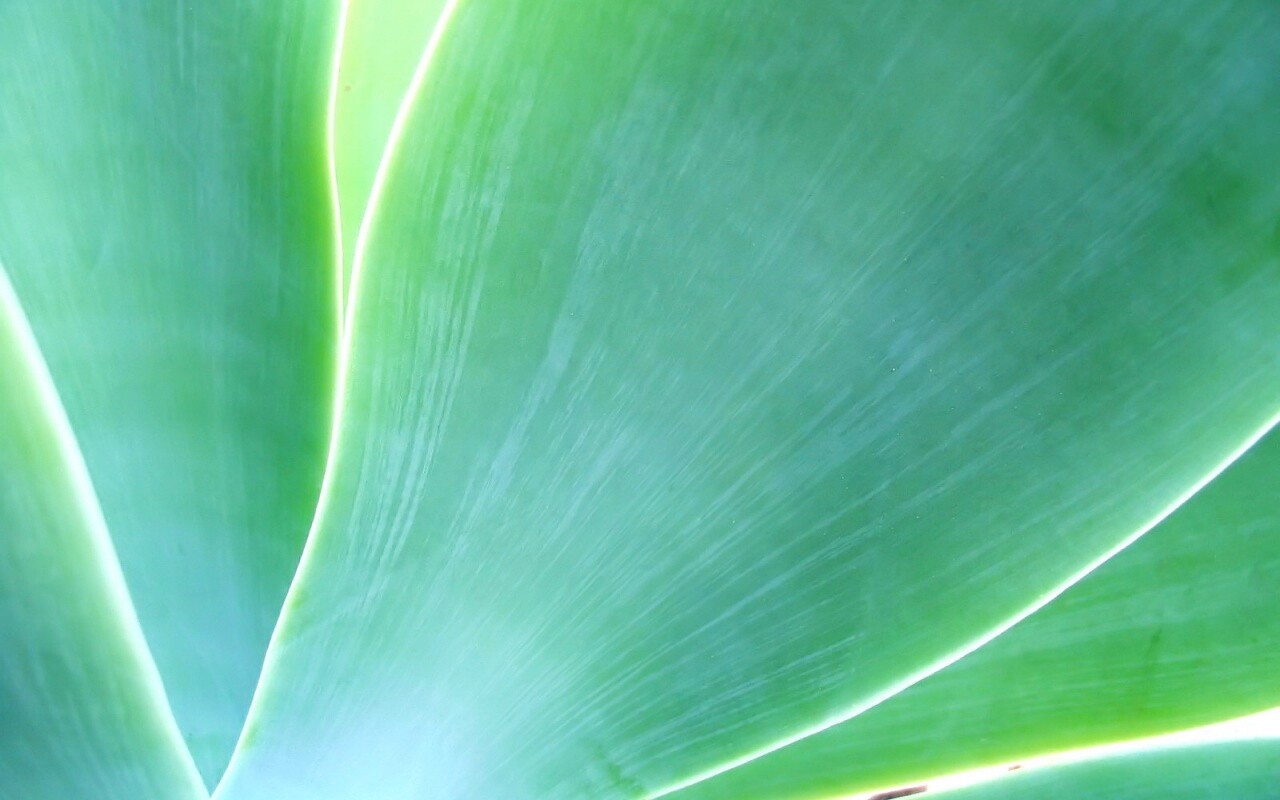 Макро фото травинки обои