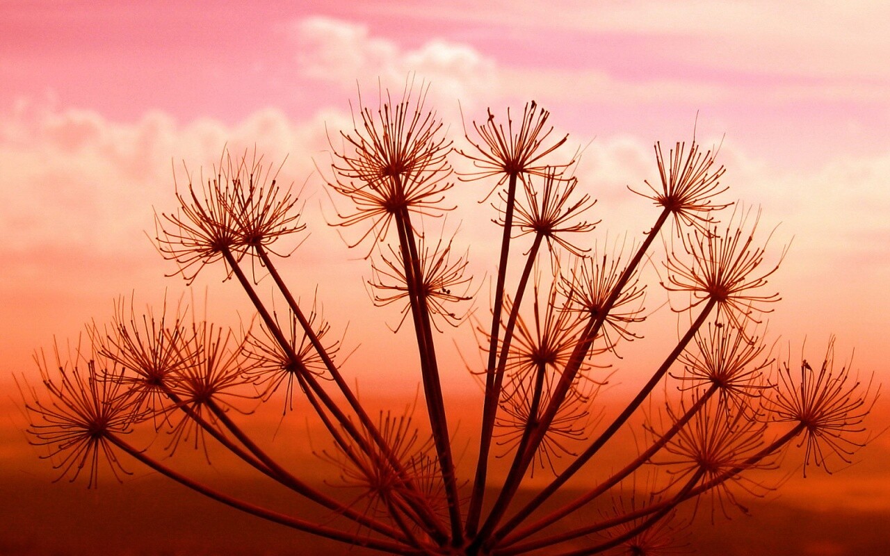 Зонтичное соцветие обои