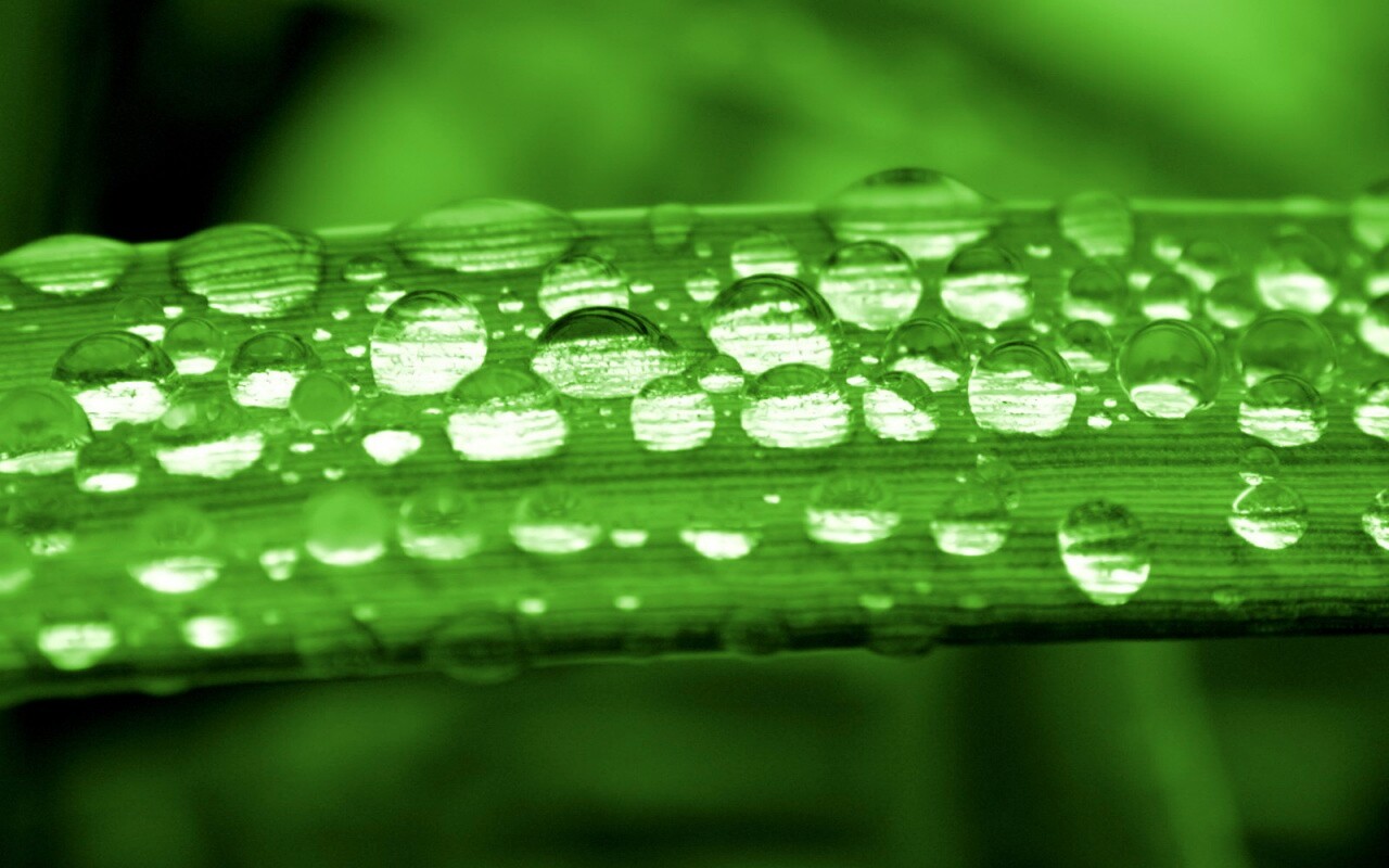 Капли на травинке обои