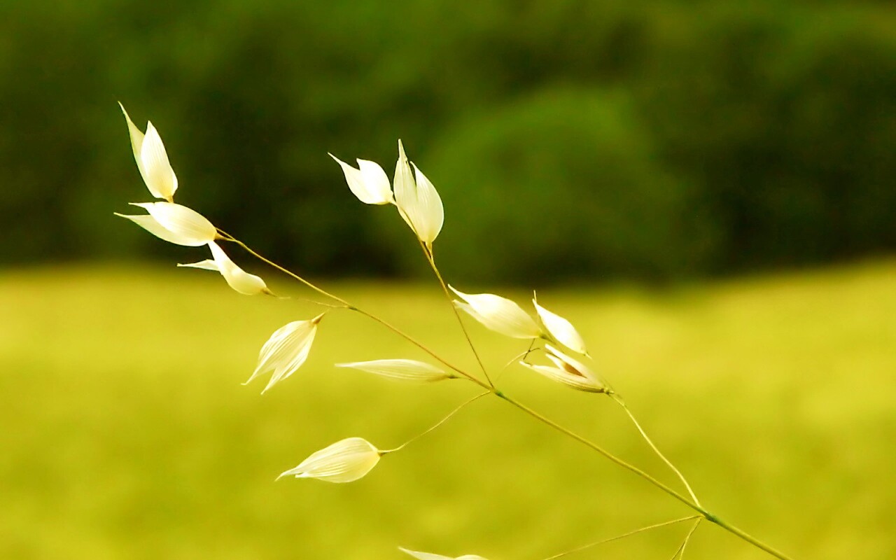 Белые полевые цветочки обои