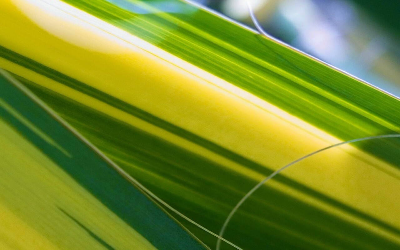 Желто-зеленые травинки обои