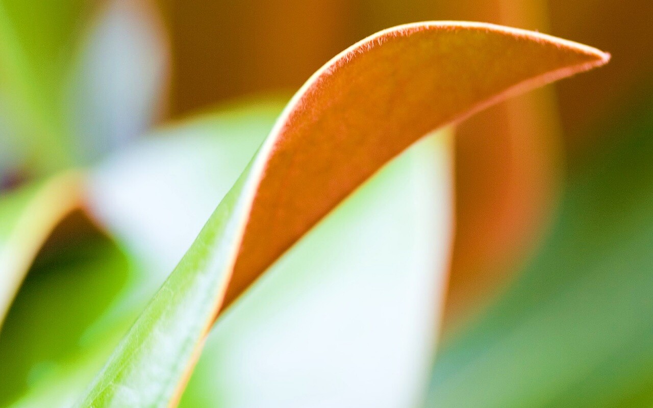 Обратаня сторона листа обои