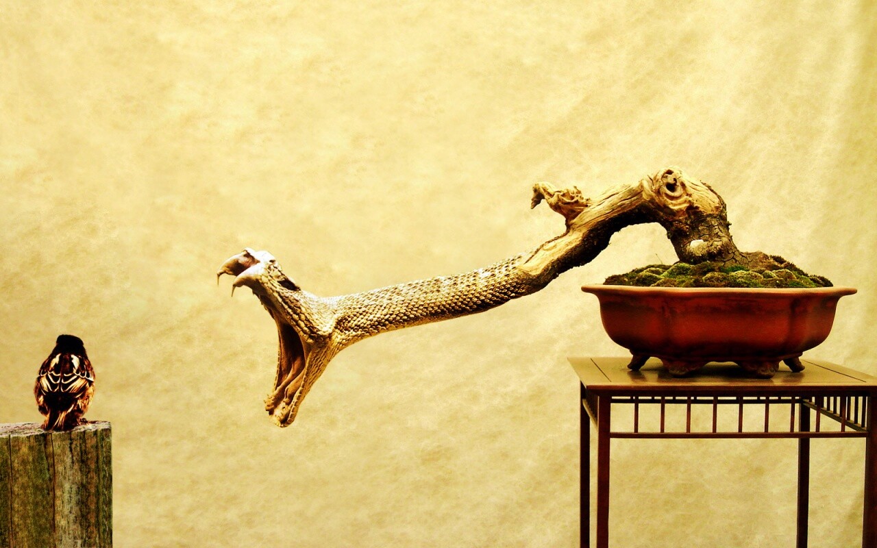 Змея-коряга напдает на птичку обои