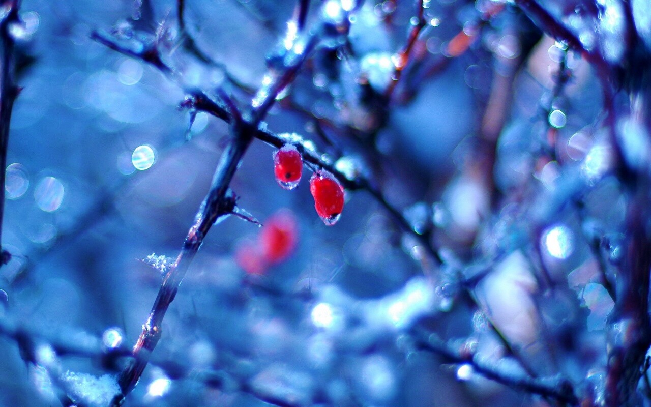 Замерзшие ягоды обои