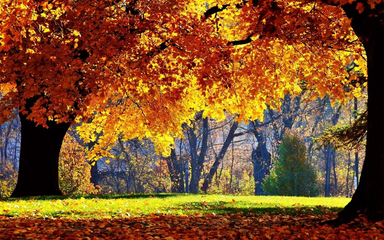 Размашистое осеннее дерево обои