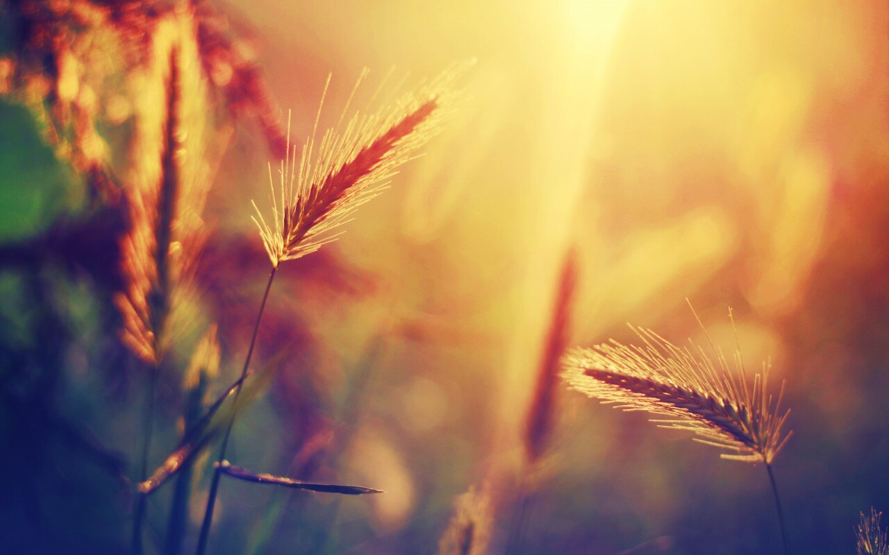 Травинки на солнце обои