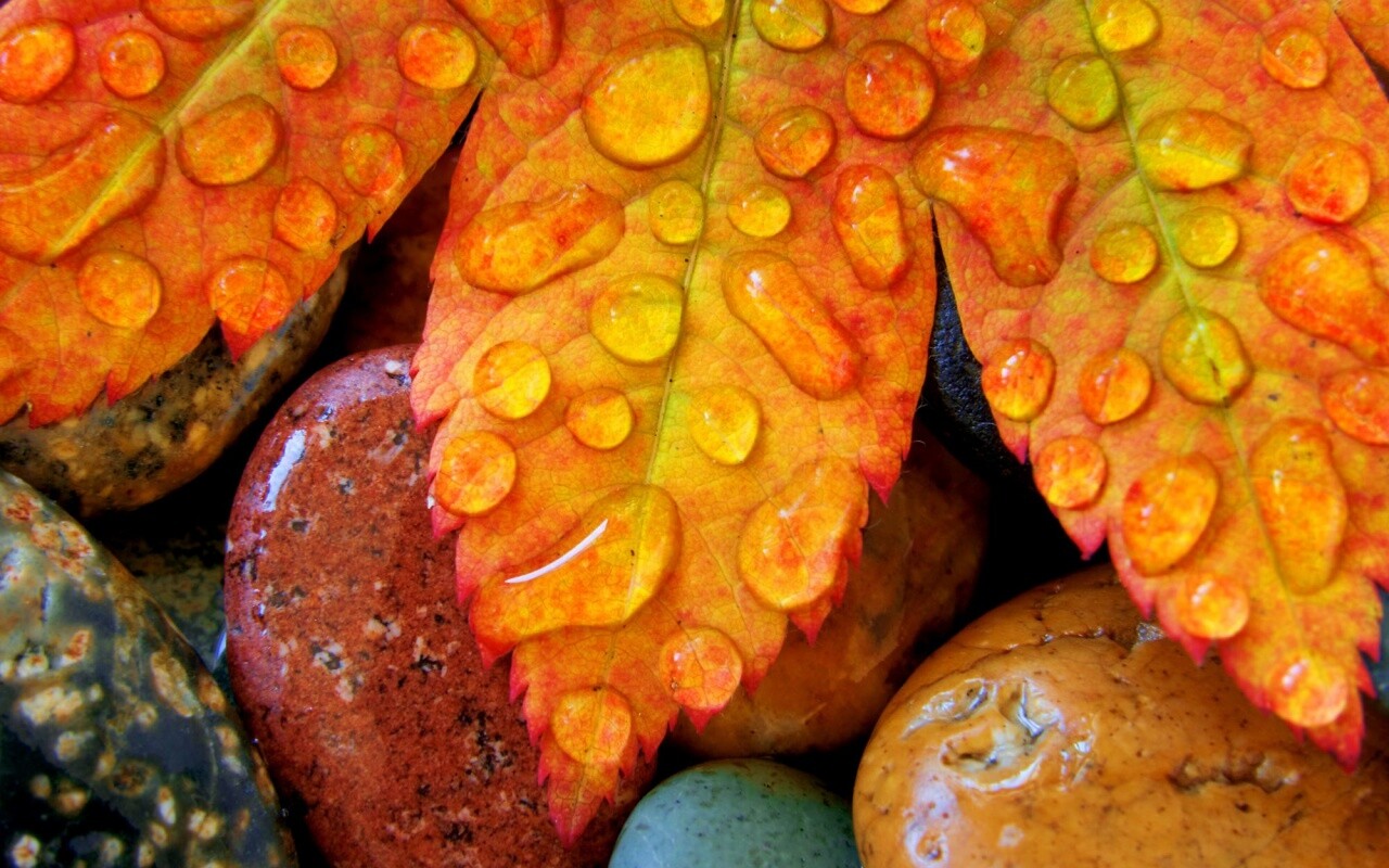 Мокрые листья на камнях обои