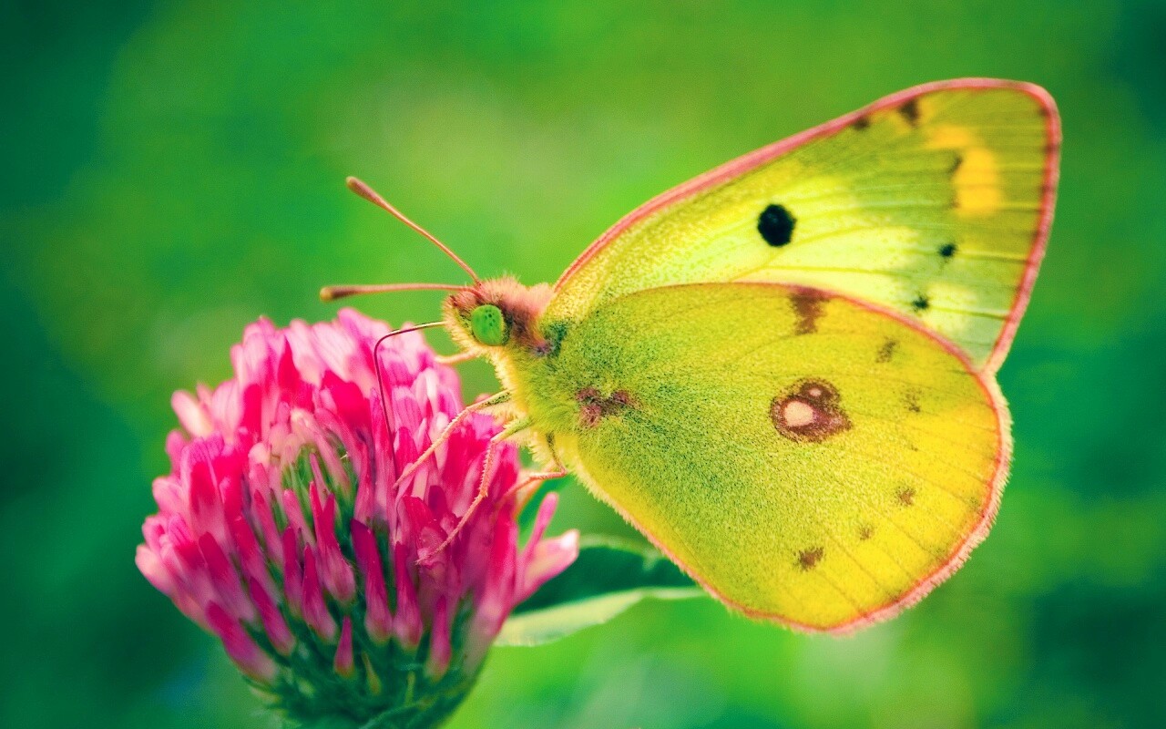 Бабочка на клевере обои