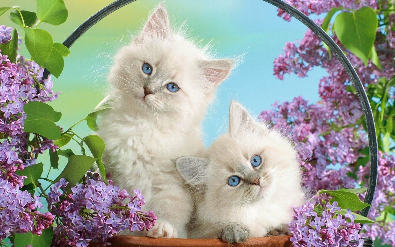 Милые котятки обои