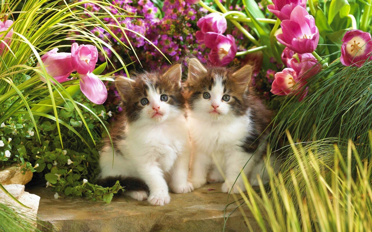 Котята в цветах обои