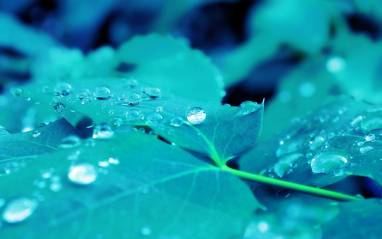 Синеватый лист обои