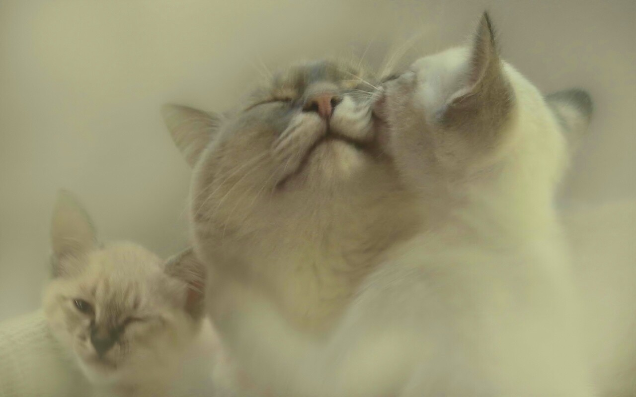 Котята с мамой обои