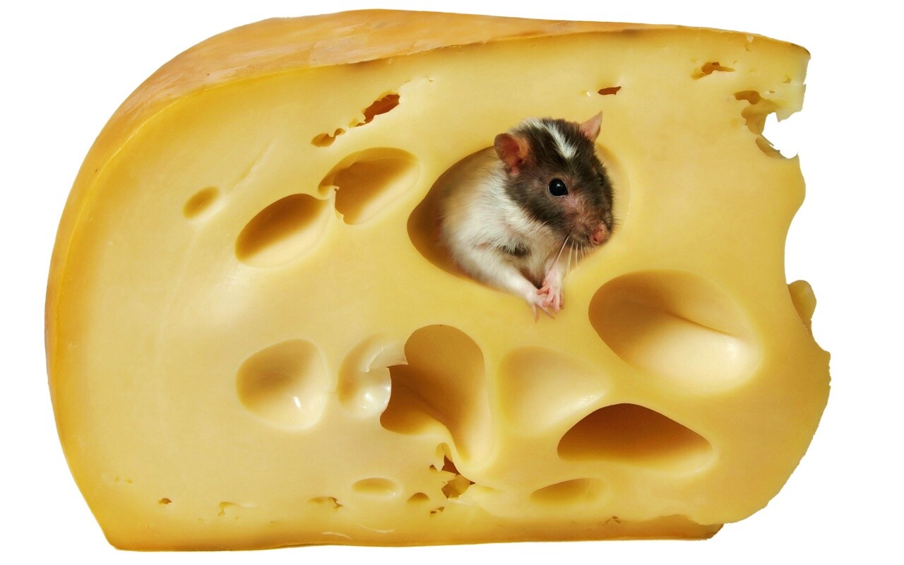 Мышка в сыре обои