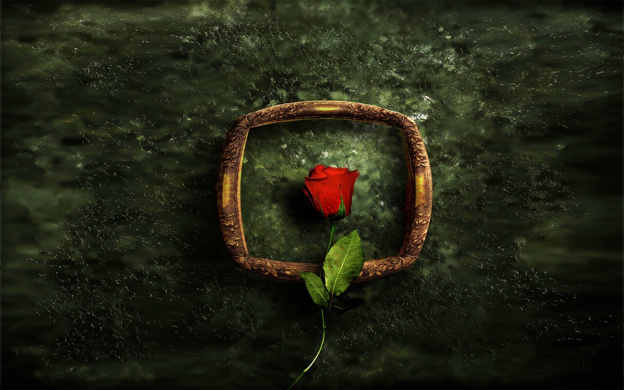 Роза на картинной раме обои