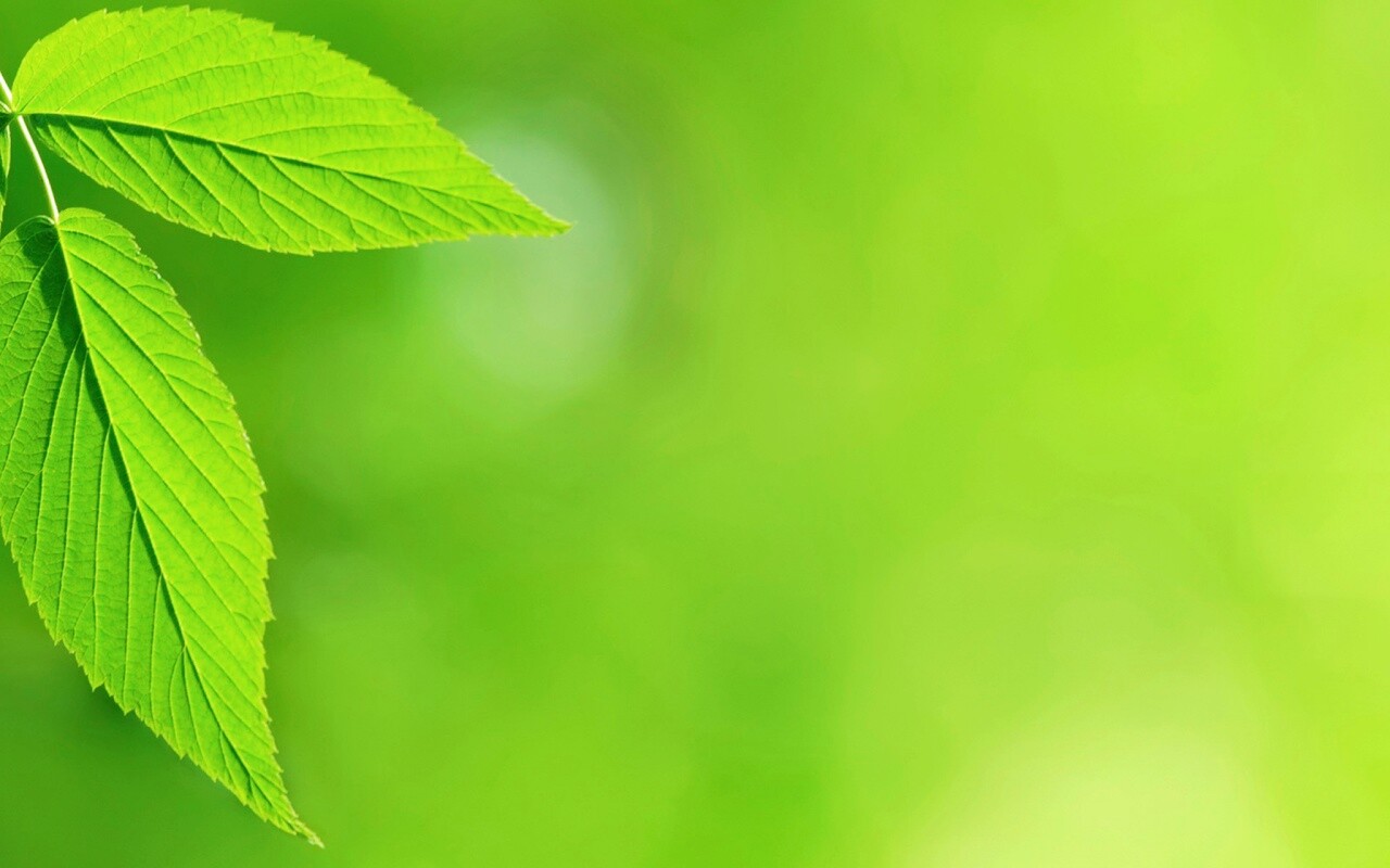 Два листа обои