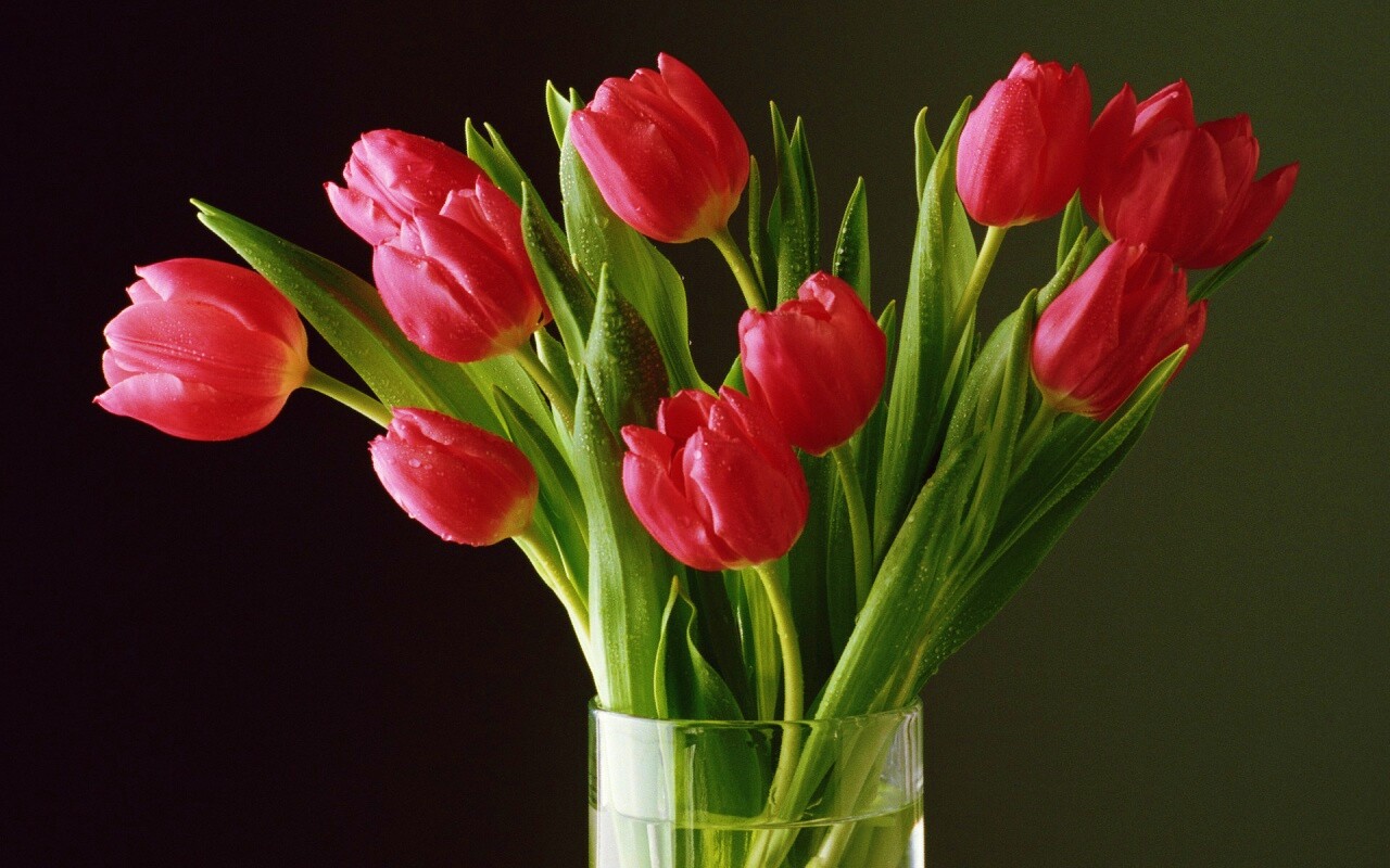 Букет тюльпанов обои
