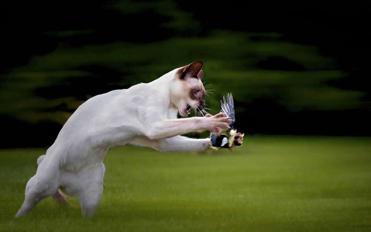 Кошка ловит птичку обои