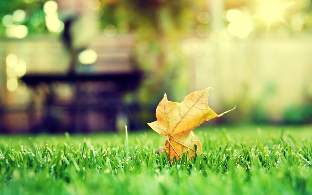 Зеленый лист на траве обои