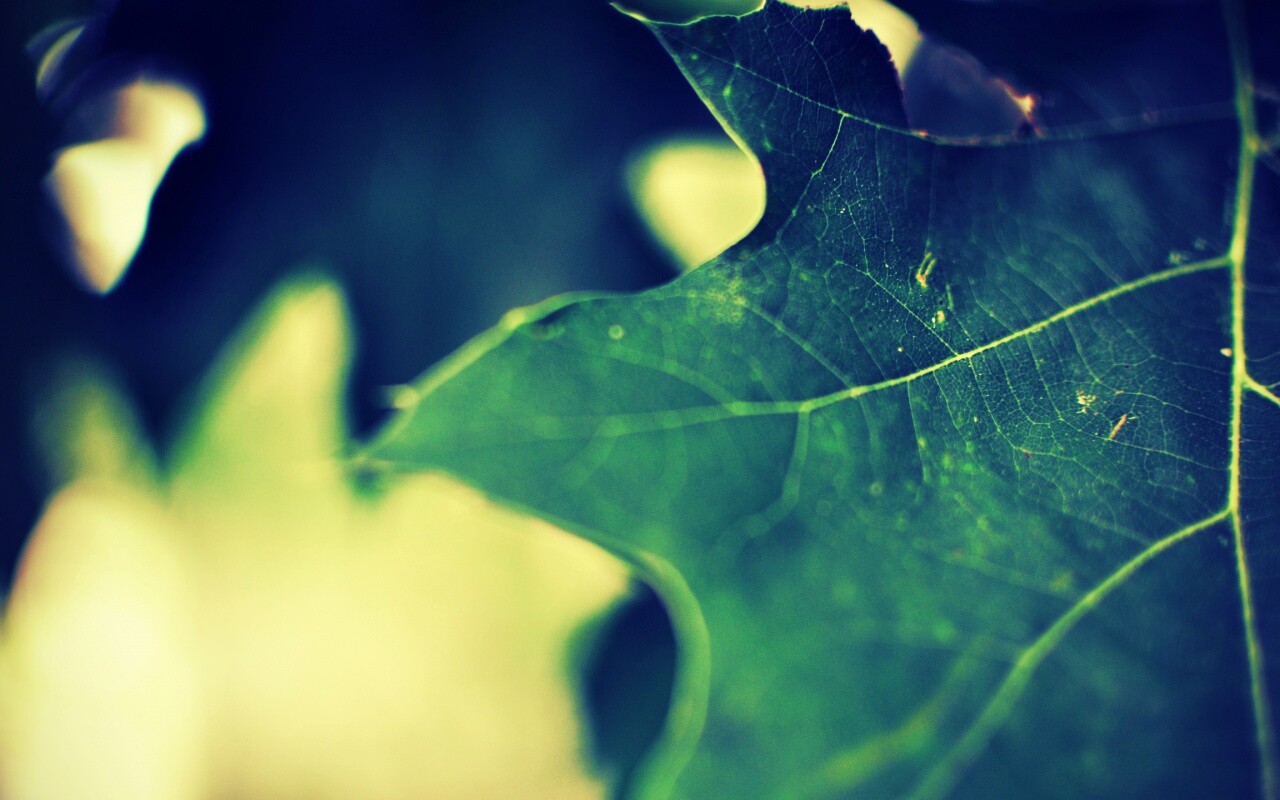 Темно-зеленый лист в макро обои