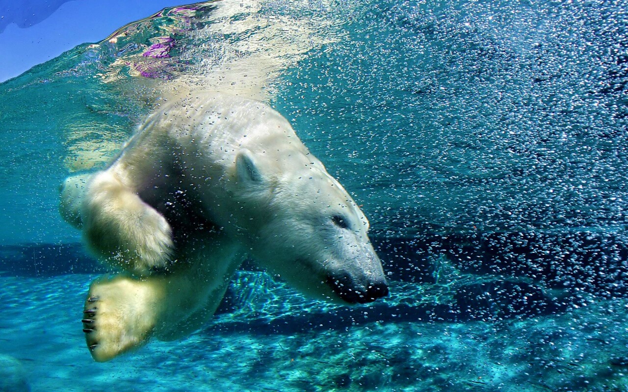 Нырнувший белый медведь обои