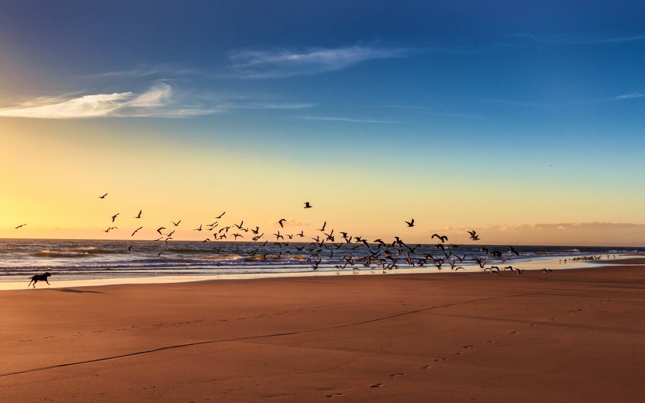 Стая птиц на пляже обои