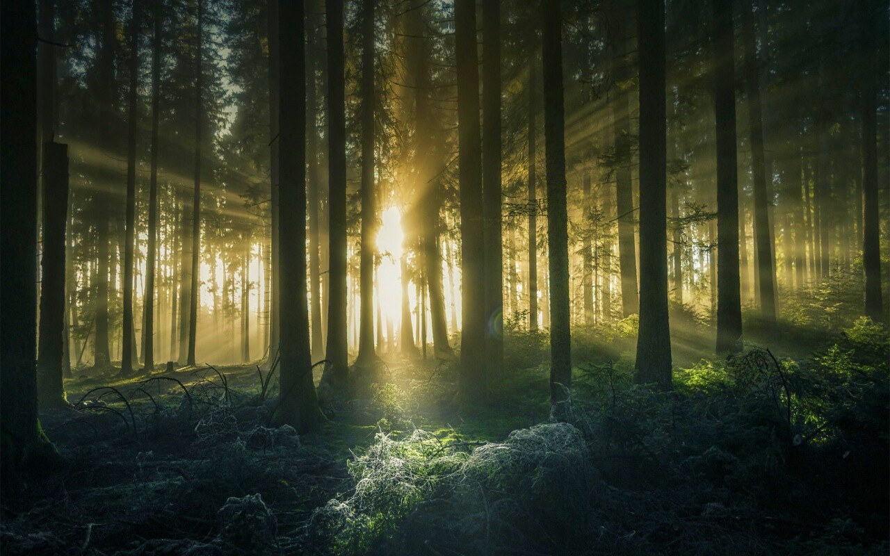 Свет пробивается сквозь стволы деревьев обои