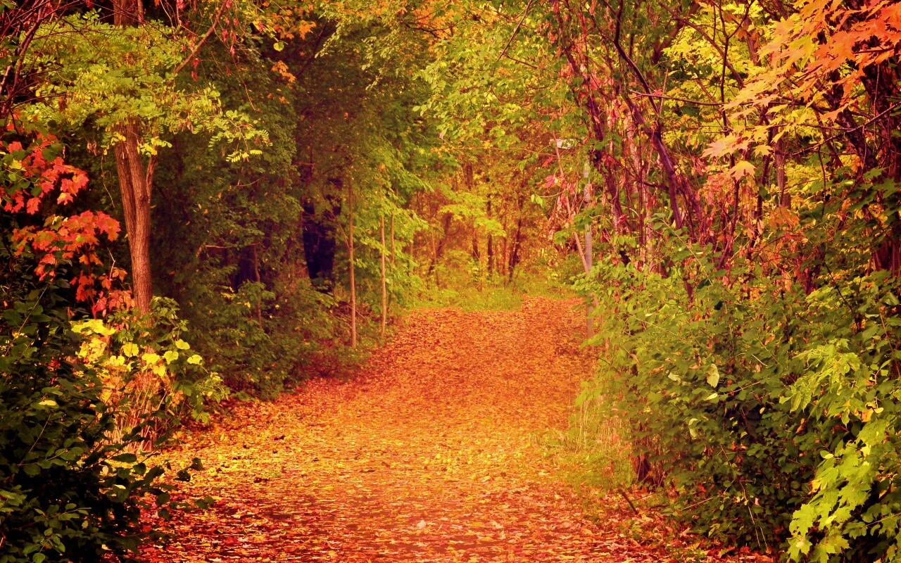 Дорожка в осеннем лесу обои