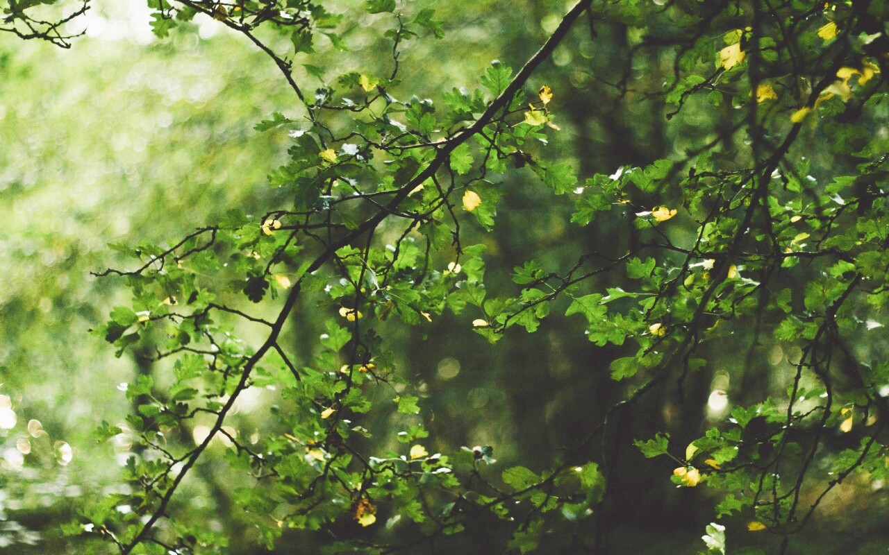 Дубовая зеленая листва обои