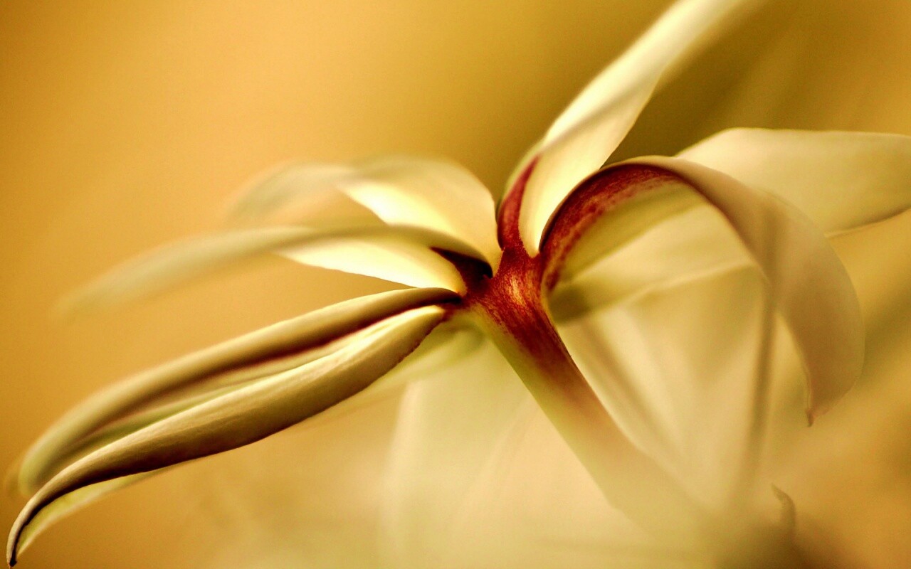 Цветок обои