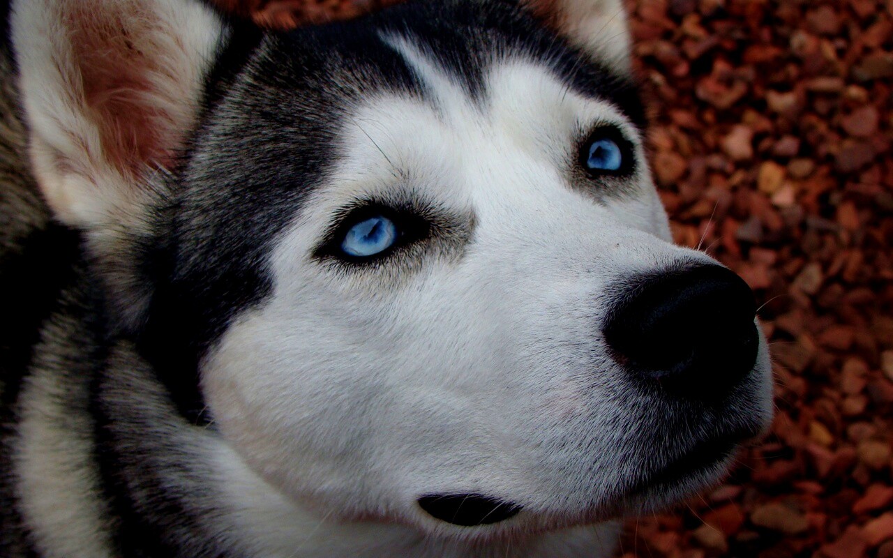 Собака хаски обои