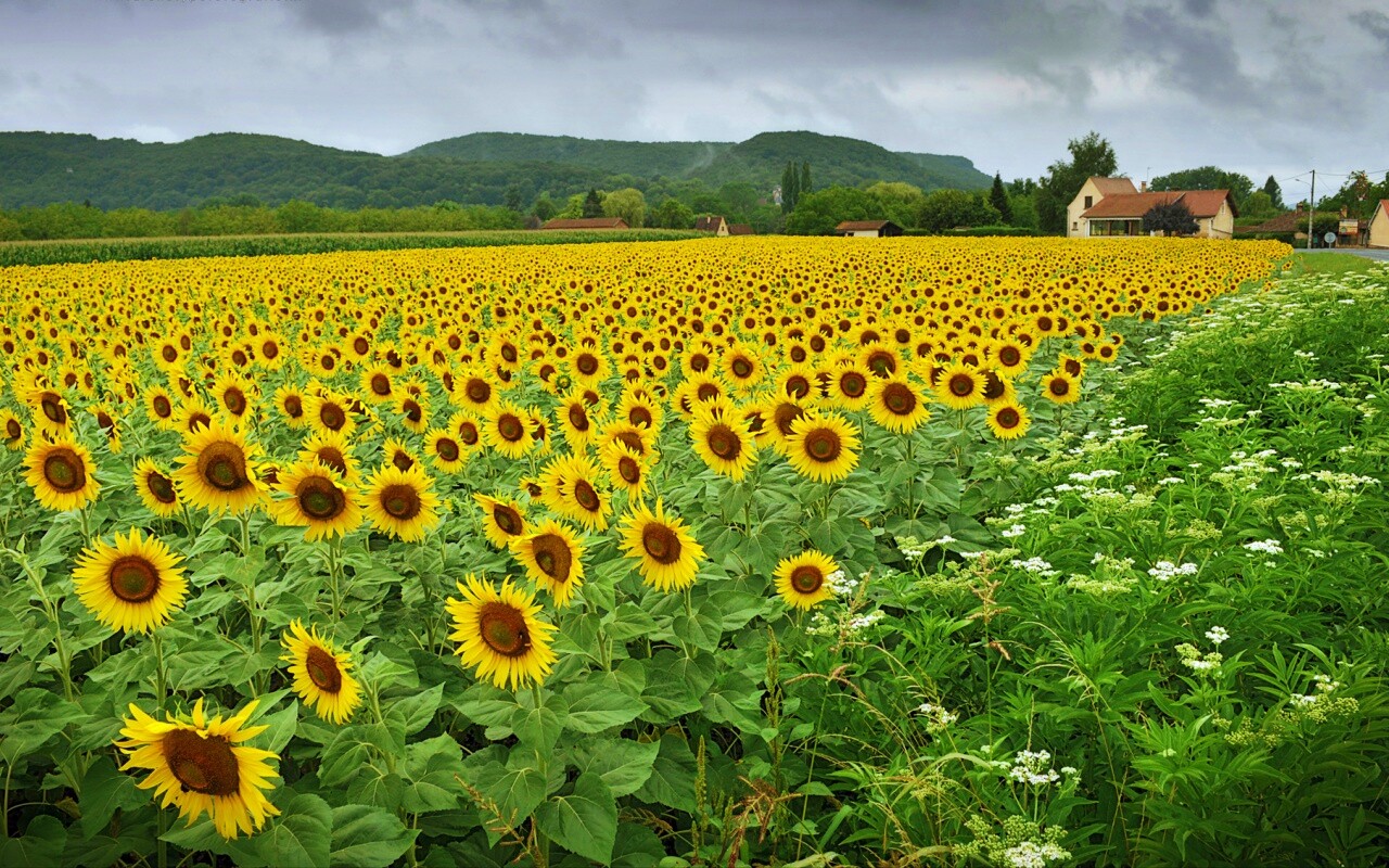Живописное поле подсолнухов обои