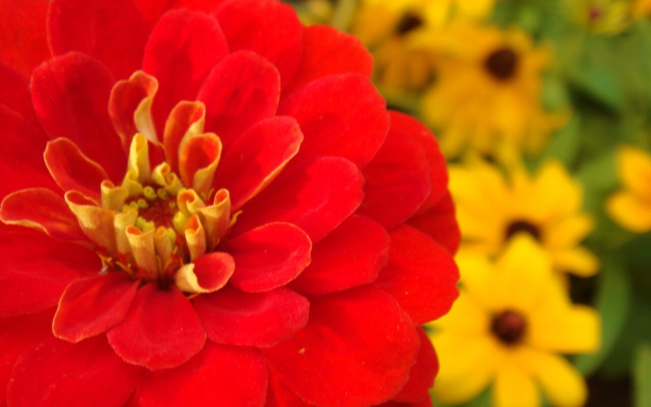 Красный цветок обои