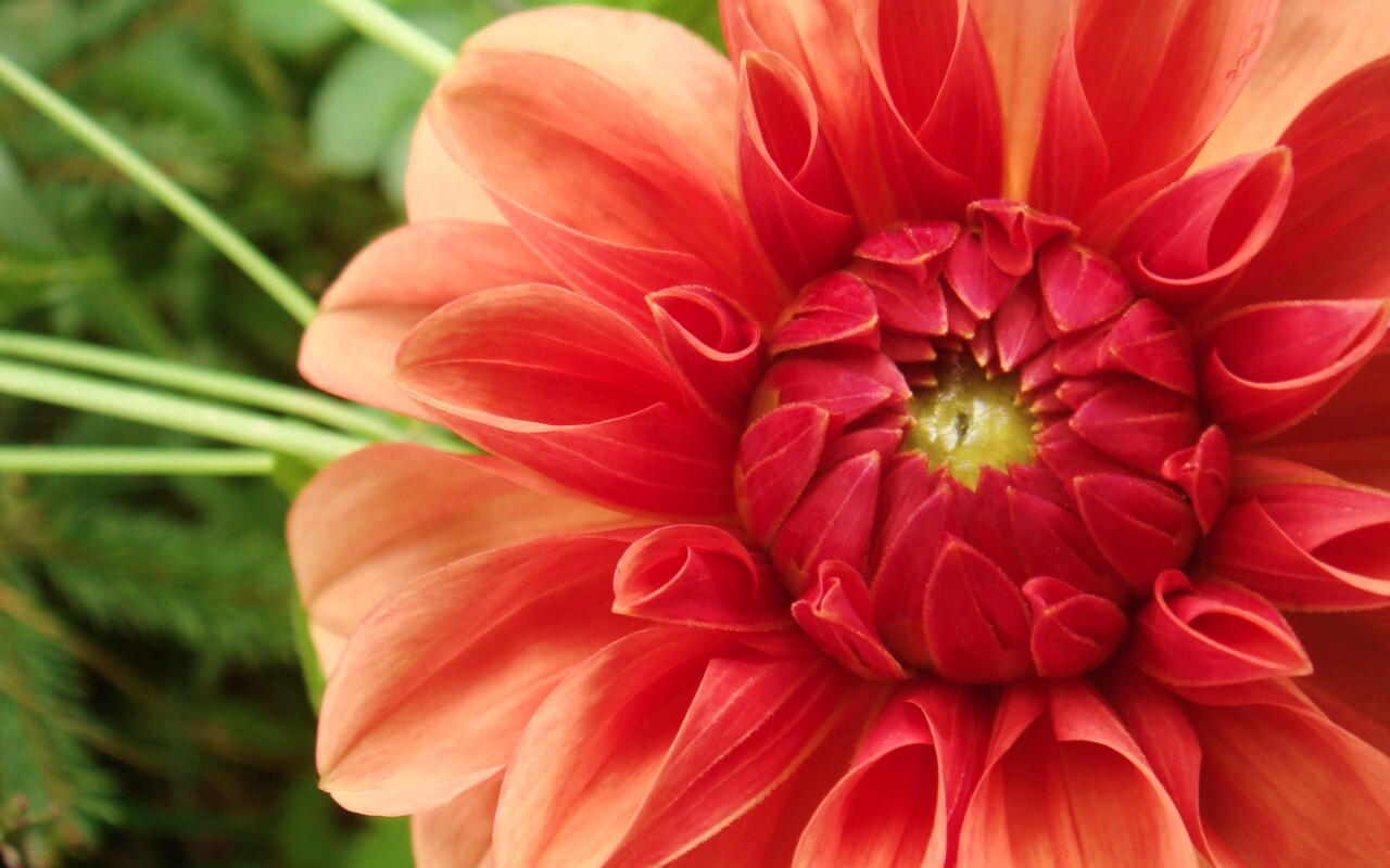 Аленький цветочек обои