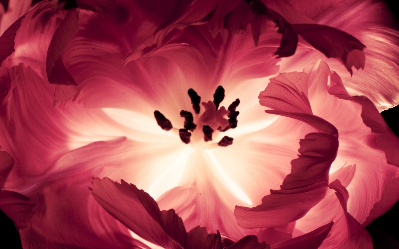 Пылающий цветок обои