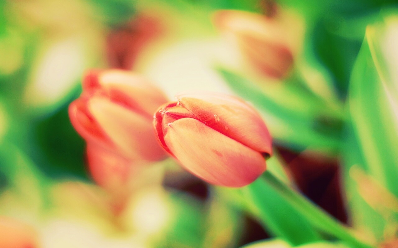 Красивый тюльпан обои